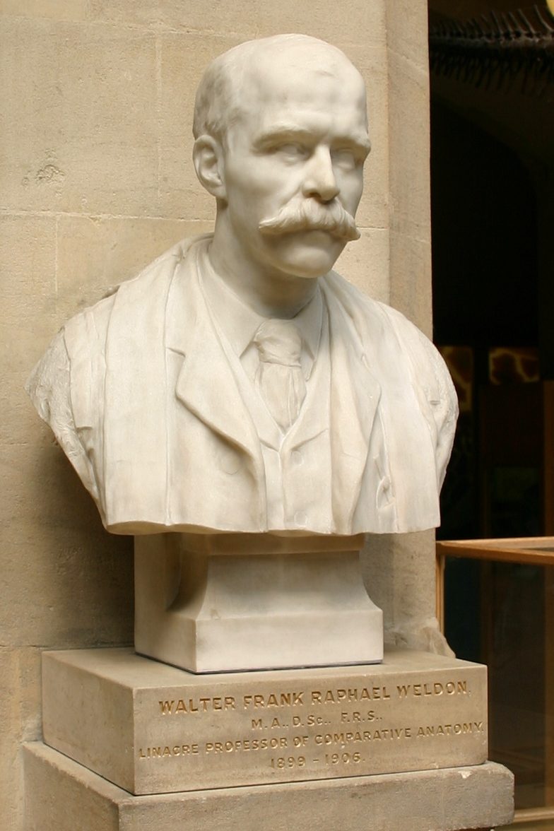 Walter%20Frank%20Raphael%20Weldon%27s%20bust%2C%20Oxford%20University%20Museum%20of%20Natural%20History%2C%20Oxford%20-%2002.JPG